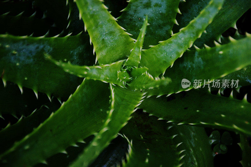 一个绿色自然的特写摘要背景-芦荟植物