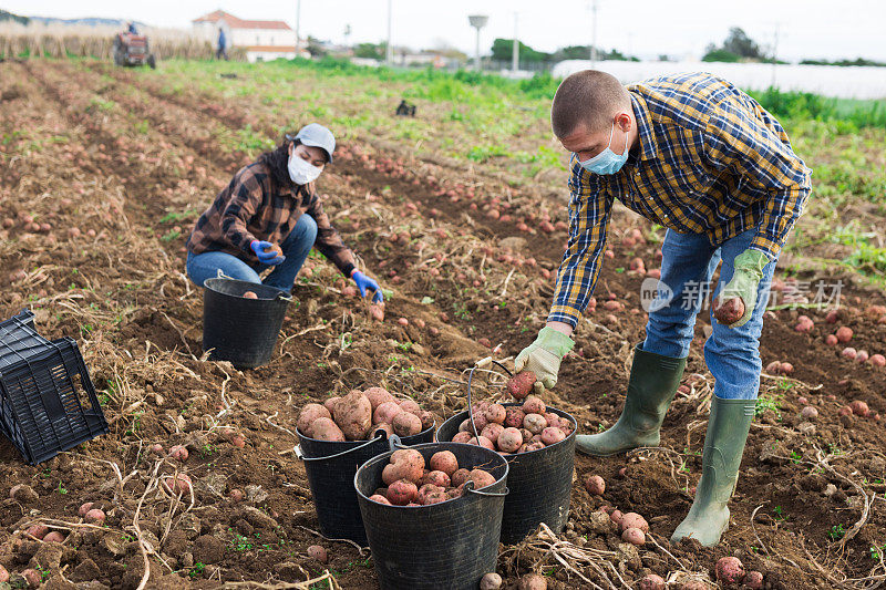 几个戴着面具的农民在收割土豆