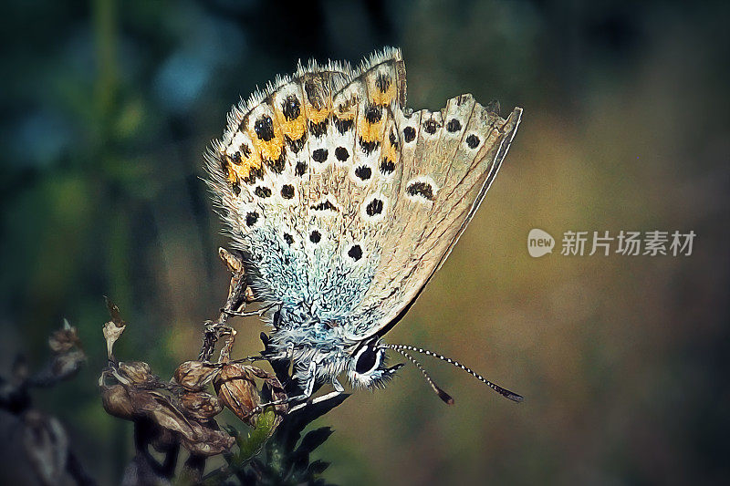 常见的蓝色蝶虫