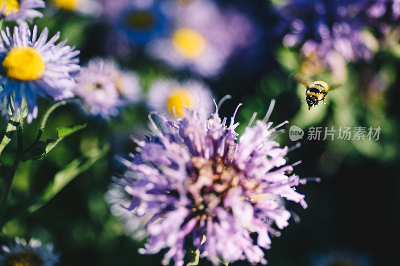 蜜蜂授粉紫色的花生长在其他野花中，在一个令人惊叹的多彩自然的草地上