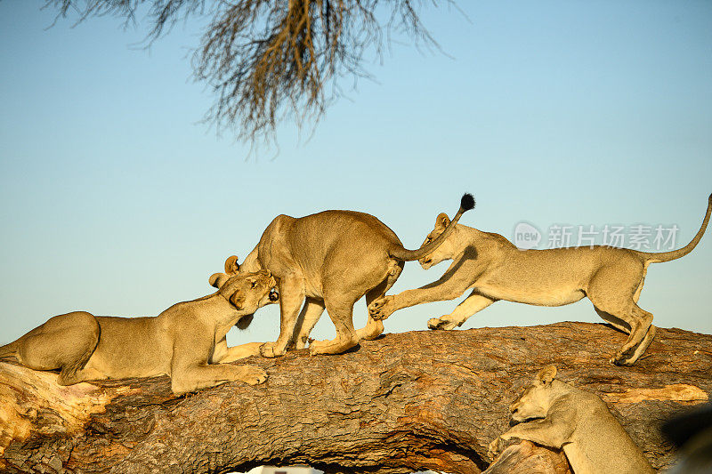 喀拉哈里沙漠，三只小狮子在树桩上玩耍