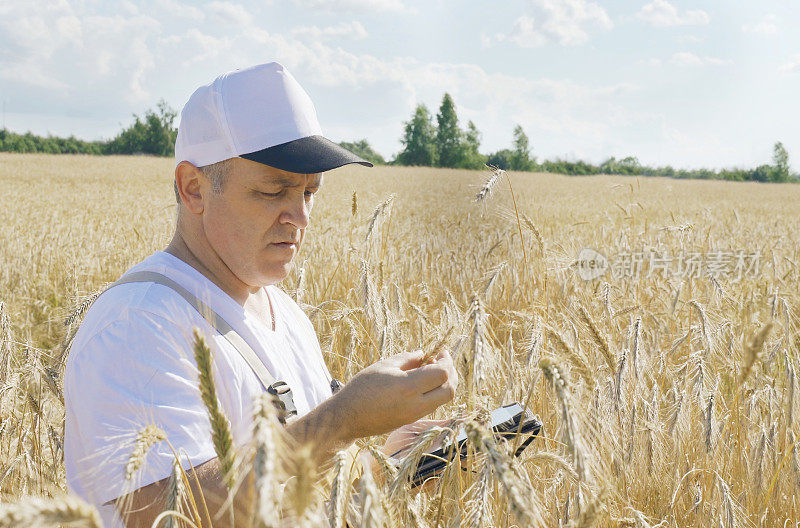 一位农民在检查一块种着小麦的田地，在平板电脑上写下数据。