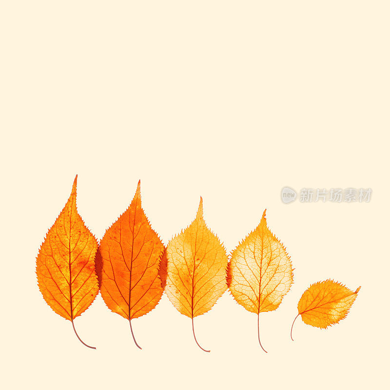 秋天的树叶在米色背景上呈黄橙色渐变。自然落秋的接骨木叶为最小卡，色彩鲜艳有质感的树叶，植物标本馆的季节性叶子