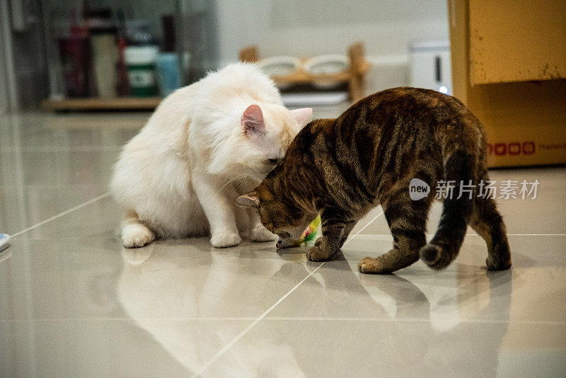 两只猫在瓷砖地板上玩猫玩具
