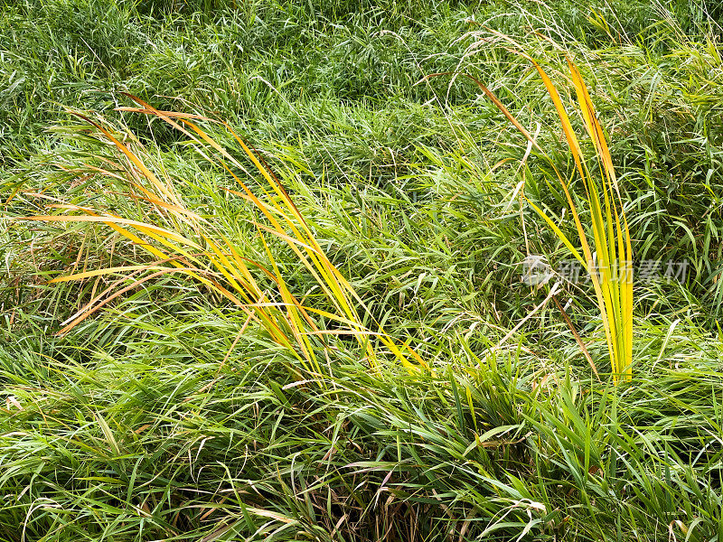 湿地中的芦苇