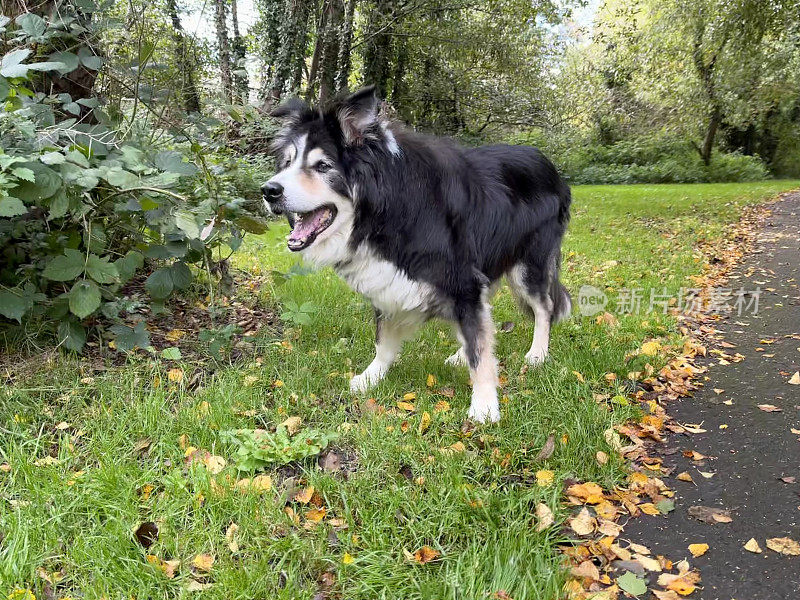 林间小路上的边境牧羊犬