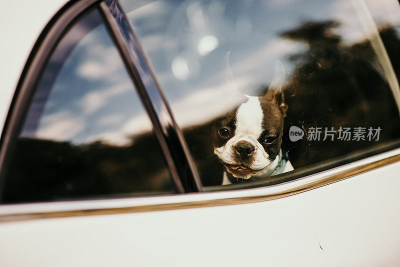 狗狗从车窗向外看的美丽照片——完美的背景