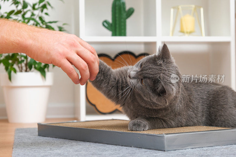 一只灰色的猫正在玩人的手。猫咬了男人的手。一只顽皮的灰猫。灰猫保护着他的玩具。