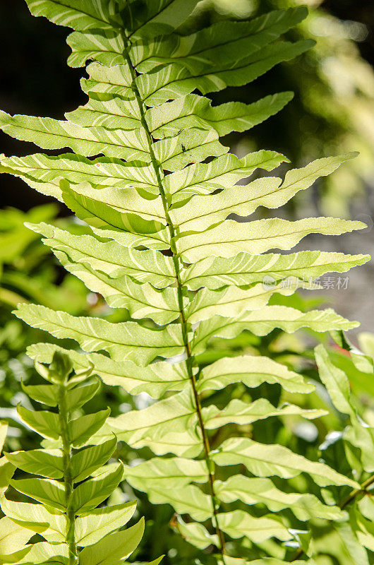 背光蕨与茂盛的绿色植被生长在森林。