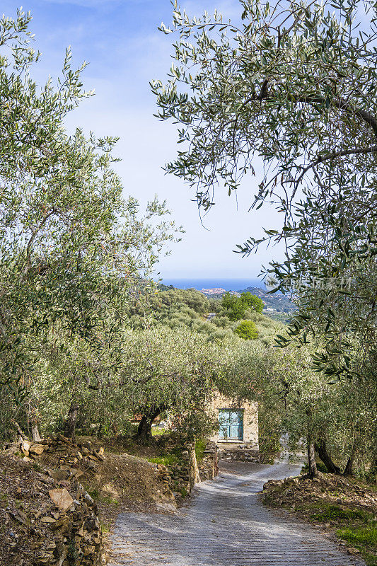 利古里亚帝国省普林诺山谷里的橄榄树