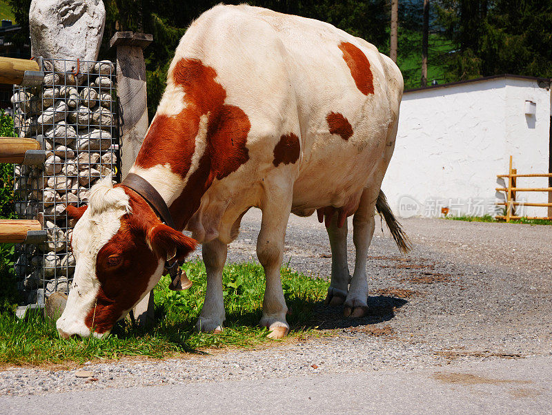 在奥地利的一个村庄里，棕色和白色的奶牛正在吃草