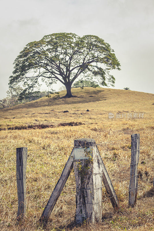 孤独的树和篱笆