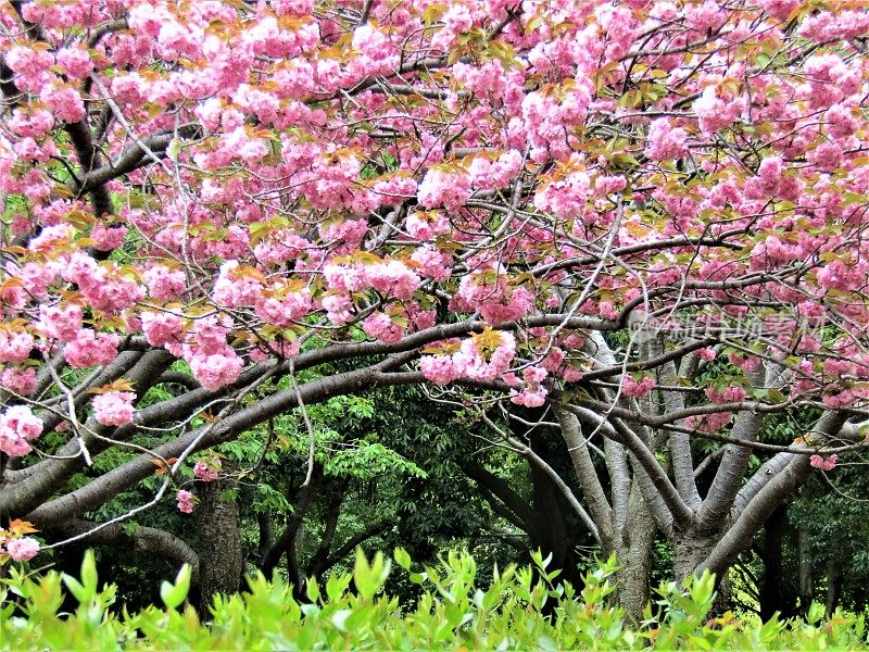 日本。4月。樱花。