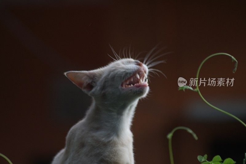 我的橙色宠物猫