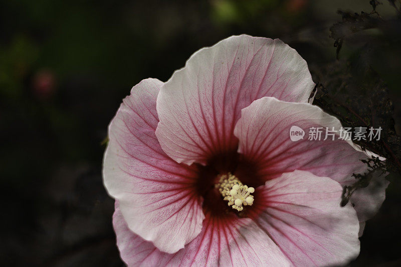 粉红色的芙蓉花在波莫纳盐洞和温泉，白硫泉，西弗吉尼亚州，美国