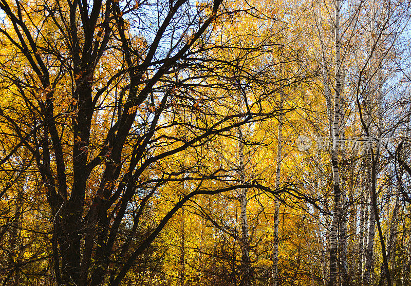 在秋天的森林里的树荫下，一棵枝繁叶茂的大树