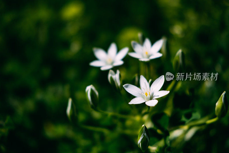 春天草地上盛开的白花