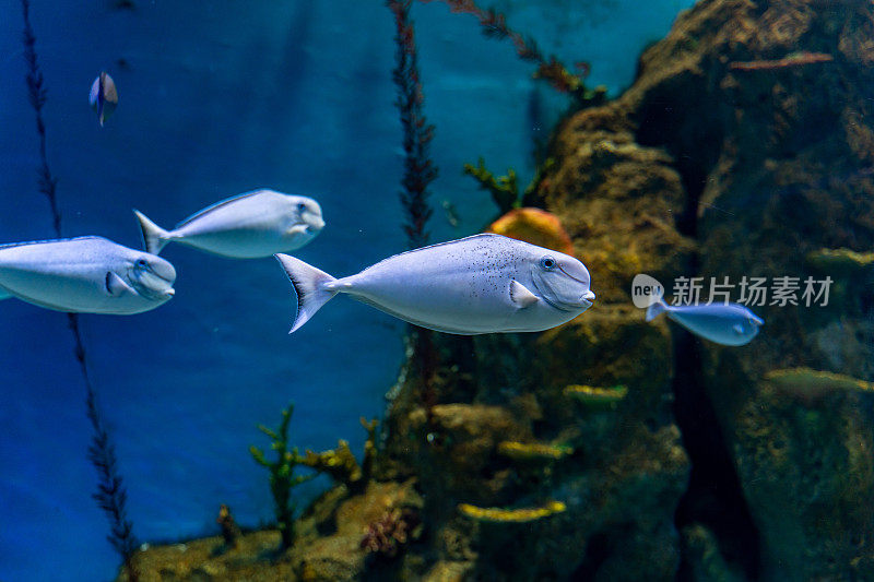 一只热带观赏鱼游在水族馆的玻璃墙里