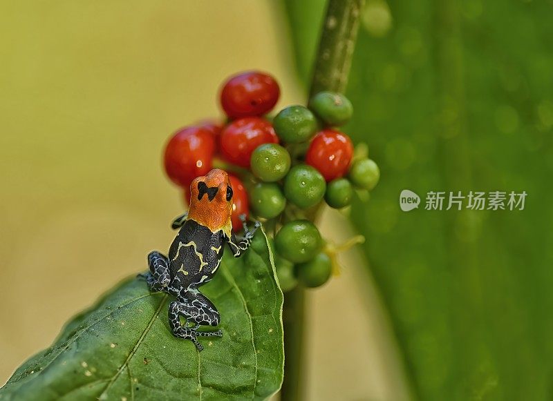 拉尼托米亚幻想高地青蛙