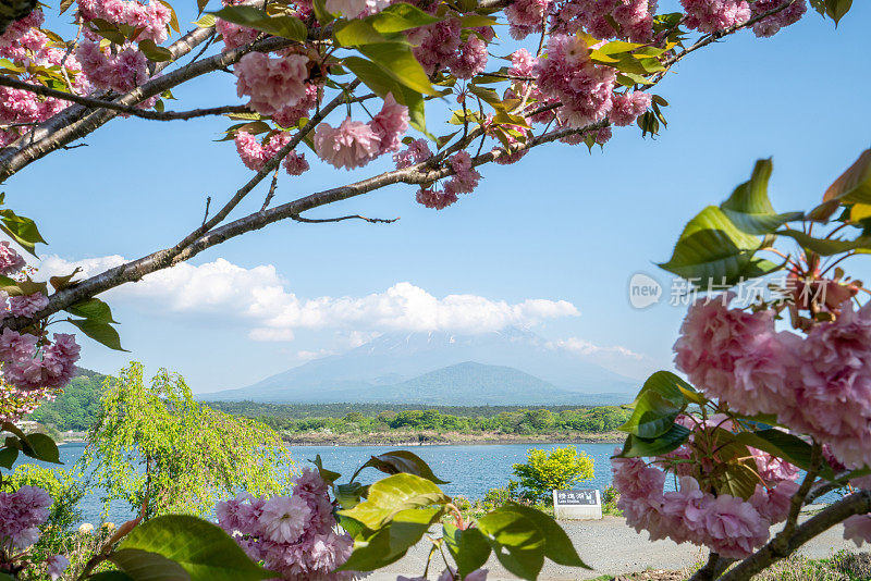 春天的富士山