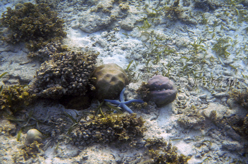 水下珊瑚景观，Waigeo岛，拉贾安帕，西南巴布亚，印度尼西亚