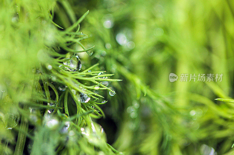 新鲜的莳萝叶和雨滴，季节的转换