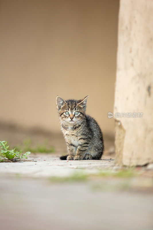 超级可爱的虎斑猫。