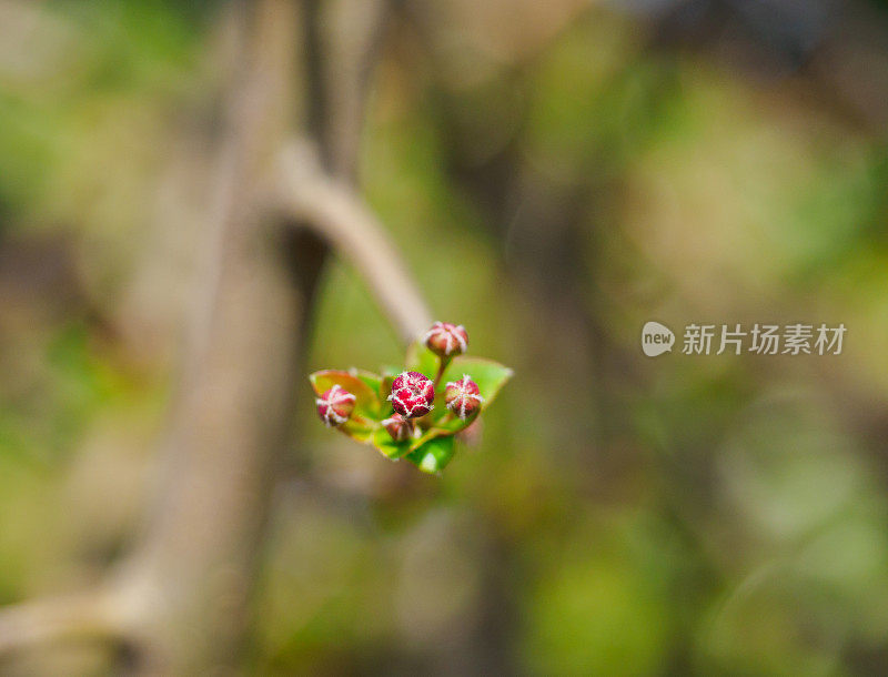 春天开花