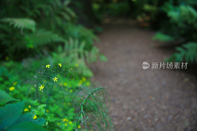 夏日花园野花