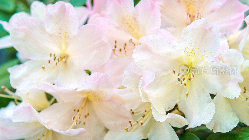 淡粉色杜鹃花