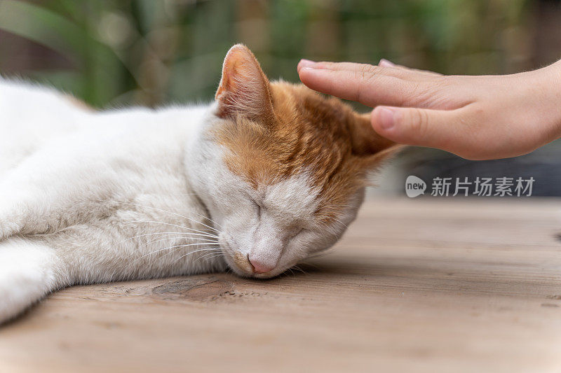 一只宠物猫躺在桌子上