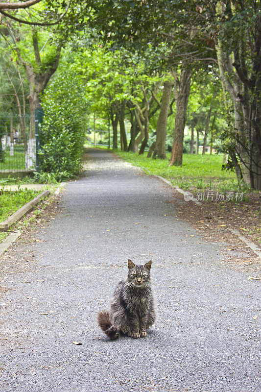 灰白色猫