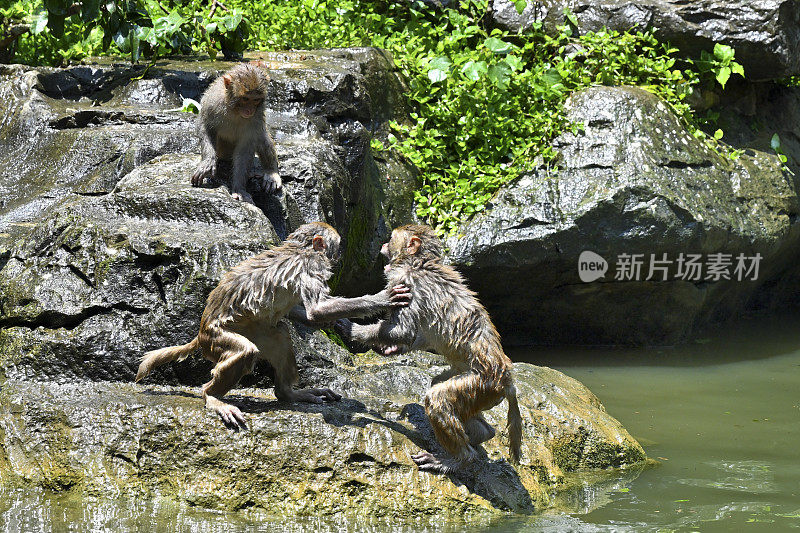 猕猴在水里玩耍