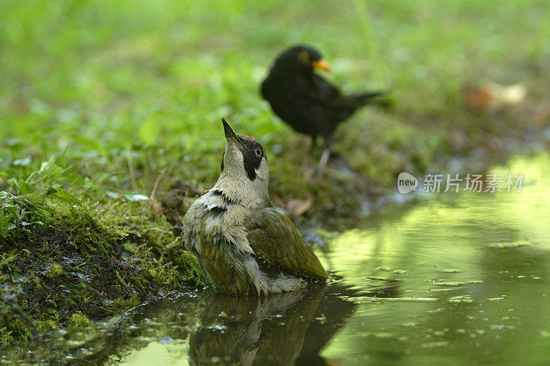 正在洗澡的绿啄木鸟