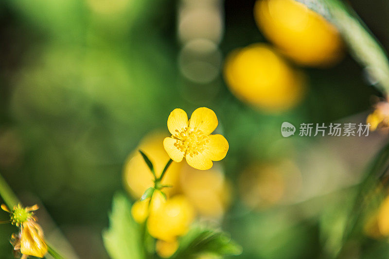 近距离微距拍摄明黄色野花在自然界