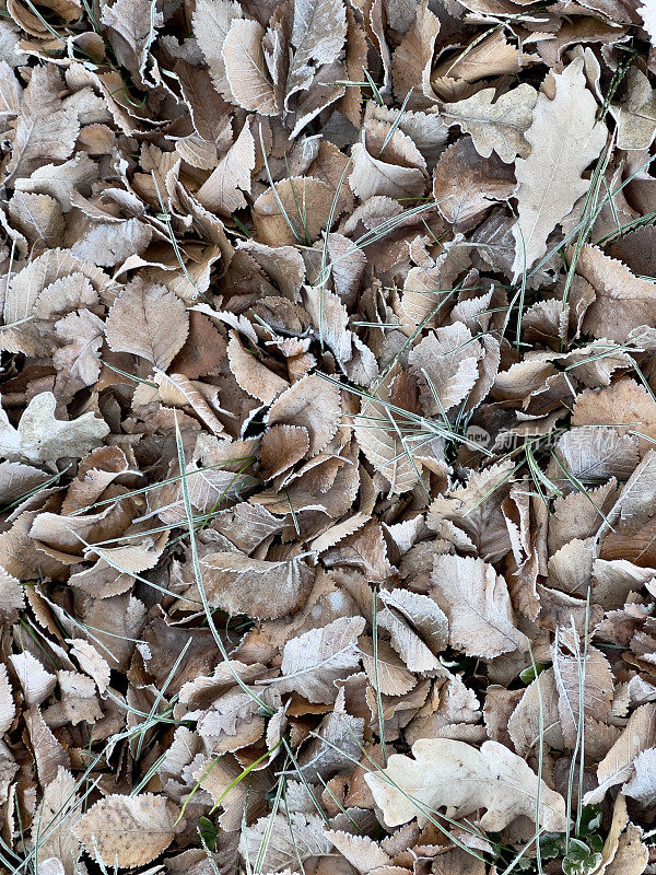 地上的橡树和榆树叶子