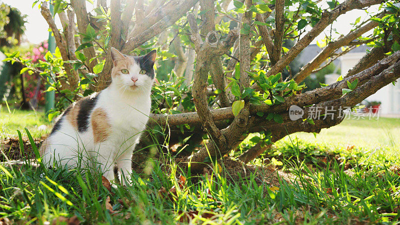 夏天坐在院子里的印花布猫