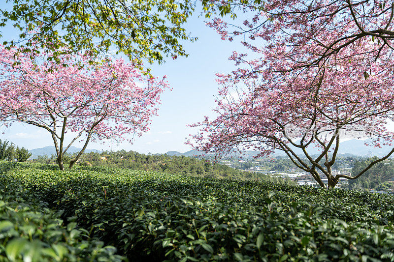 阳光明媚的樱花有机茶园