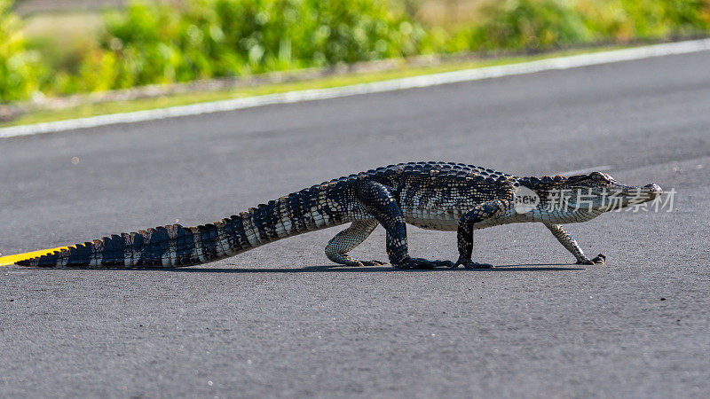 鳄鱼过马路