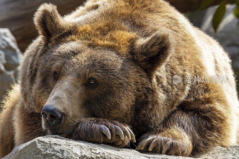 动物园岩石上的棕熊圈养野生动物保护的概念
