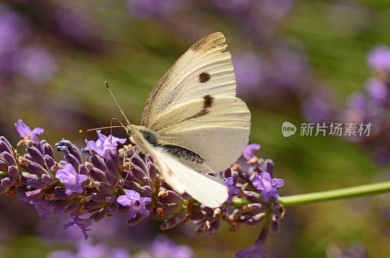 大的白色蝴蝶。