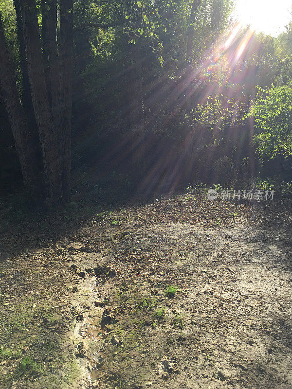 泥土背景与阳光反射在森林