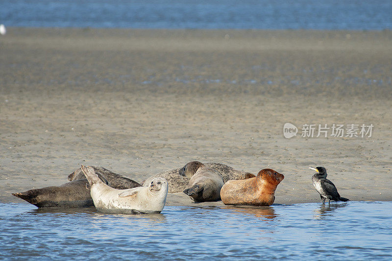 在丹麦西海岸的法诺岛上，各种颜色的海豹。他们和一只酸鸬鹚一起游泳和下沉