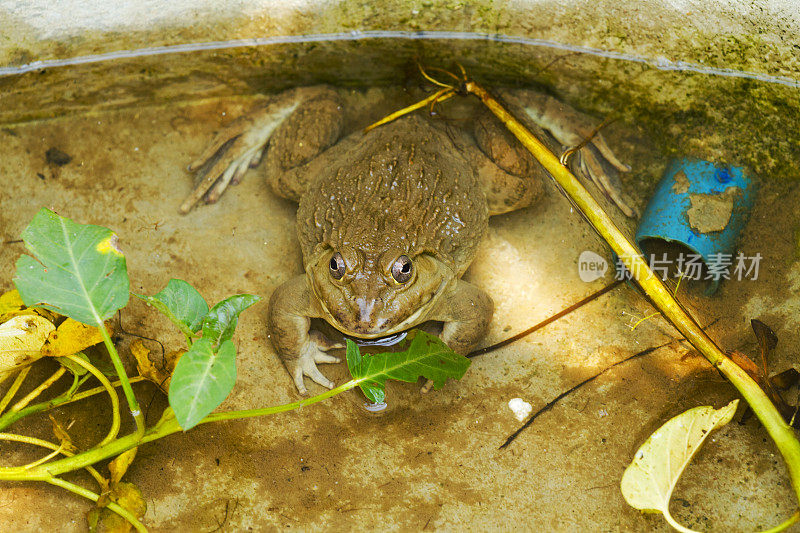 往下看水盆里的大棕色泰国蟾蜍