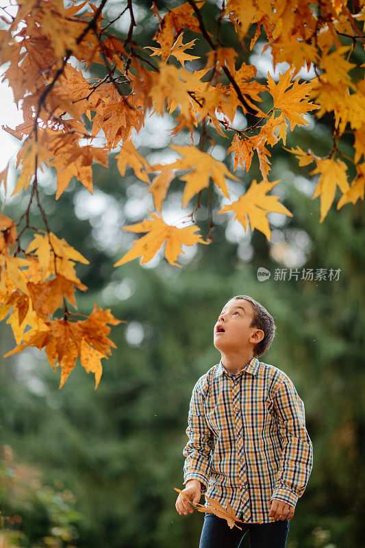 一个顽皮的男孩在满是秋叶的公园里采摘黄色的枫叶