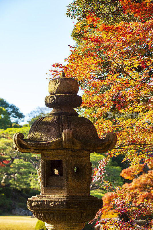 日本秋日花园中的石兰