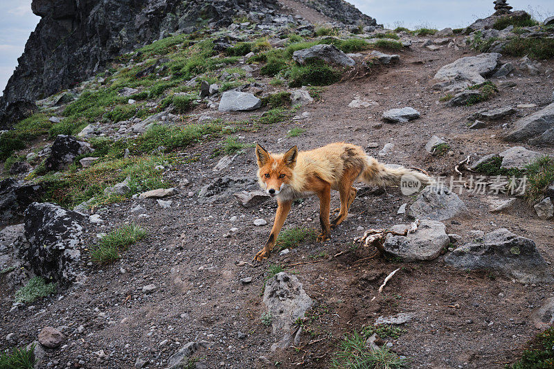 野生狐狸上火山挤压骆驼