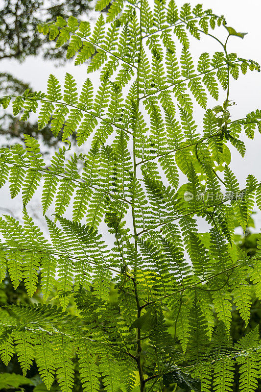 蕨类植物的叶子