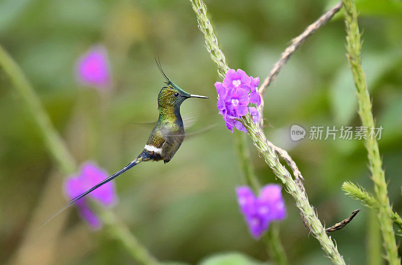 铁丝冠刺尾蜂鸟飞向一朵花