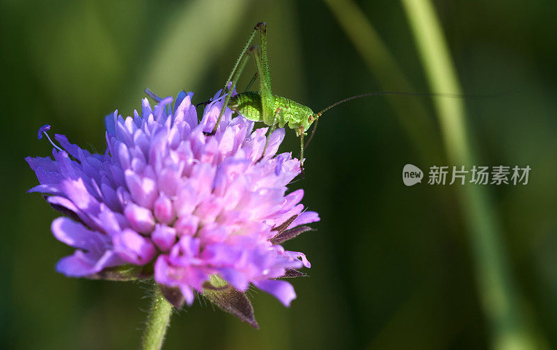 蚱蜢在紫色的花上